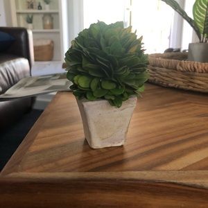 Mini boxwood plant